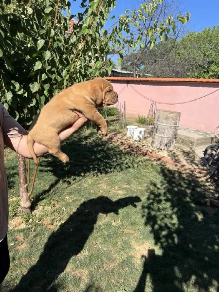 Dogue de Bordeaux cuccioli | Foto 6