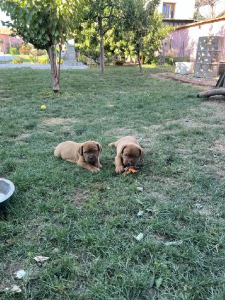Dogue de Bordeaux cuccioli | Foto 5
