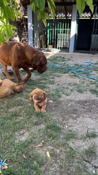 Dogue de Bordeaux cuccioli | Foto 4