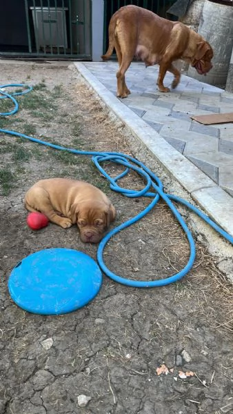 Dogue de Bordeaux cuccioli | Foto 3
