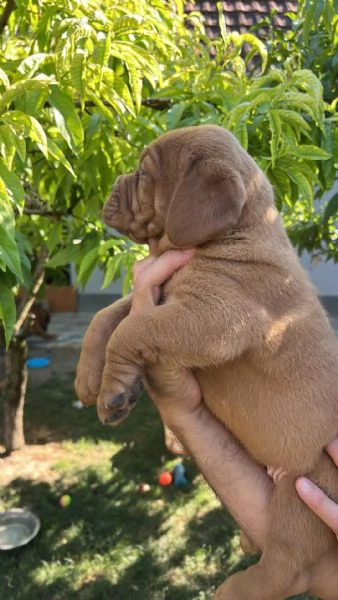 Dogue de Bordeaux cuccioli | Foto 2