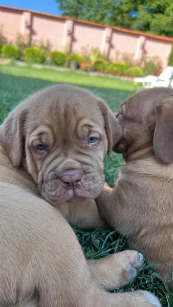 Dogue de Bordeaux cuccioli | Foto 1