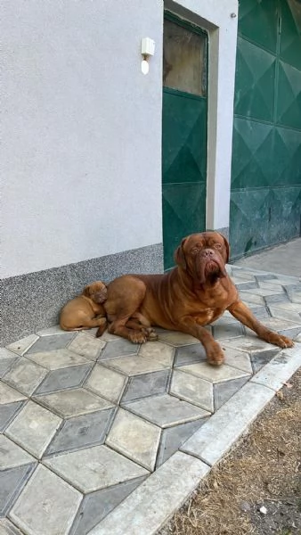 Dogue de Bordeaux cuccioli