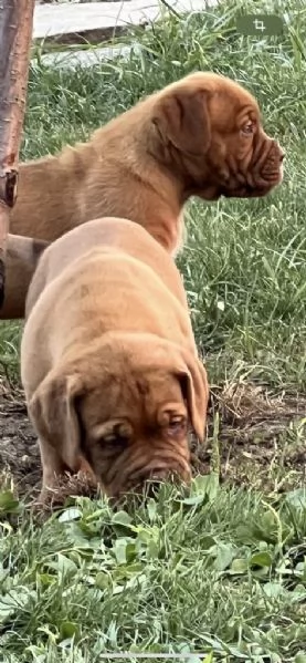 Dogue de Bordeaux cuccioli | Foto 0