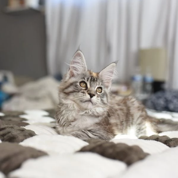 Maine Coon cuccioli pedigree | Foto 0