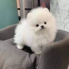 cuccioli di pomerania carini e adorabili in adozione