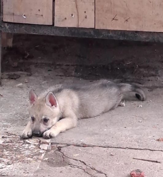 Cane lupo cecoslovacco cuccioli | Foto 6