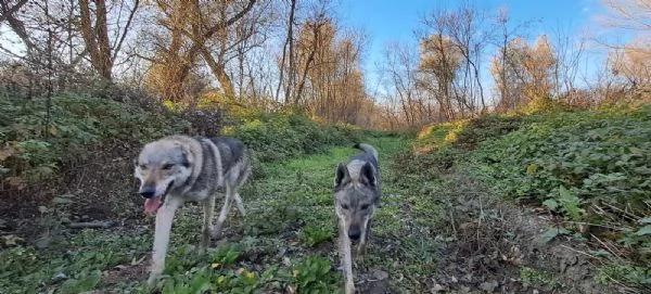 Cane lupo cecoslovacco cuccioli | Foto 5