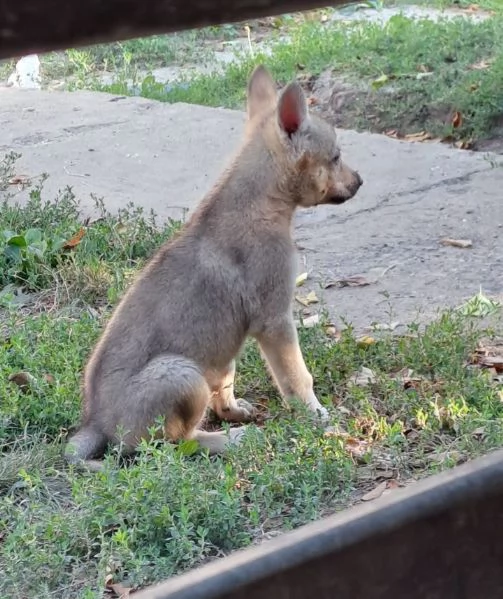 Cane lupo cecoslovacco cuccioli | Foto 4