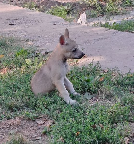 Cane lupo cecoslovacco cuccioli | Foto 3