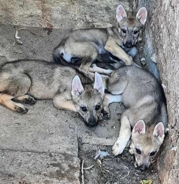 Cane lupo cecoslovacco cuccioli
