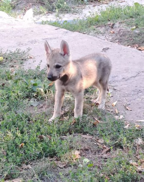 Cane lupo cecoslovacco cuccioli | Foto 2