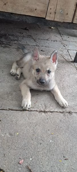 Cane lupo cecoslovacco cuccioli | Foto 1