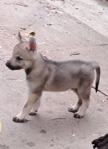 Cane lupo cecoslovacco cuccioli | Foto 0