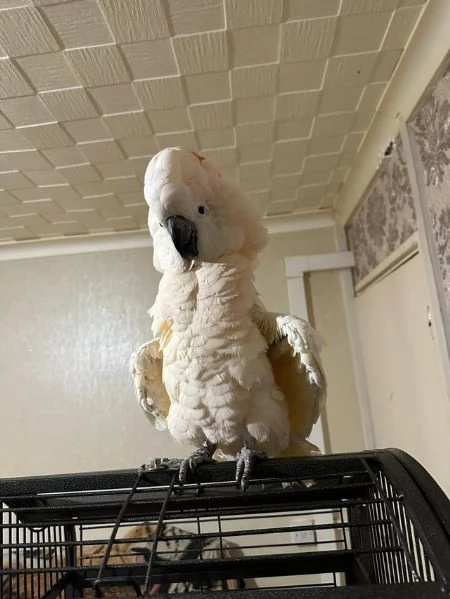 Bellissimo pappagallo cacatua ombrello in adozione | Foto 0