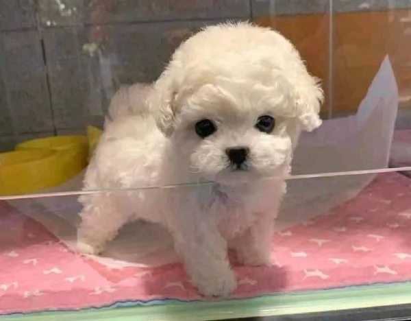 Cuccioli Barboncino nano albicocca | Foto 0