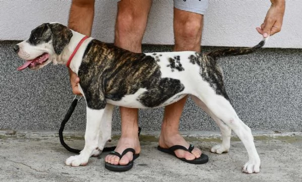 Cuccioli di American Bulldog | Foto 5