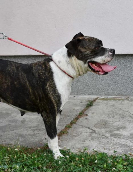 Cuccioli di American Bulldog | Foto 4