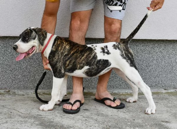 Cuccioli di American Bulldog