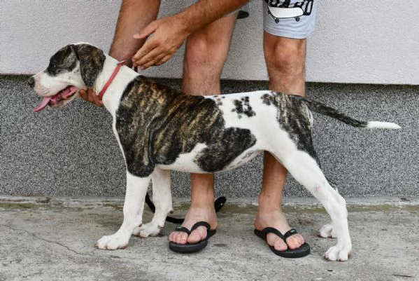 Cuccioli di American Bulldog | Foto 3