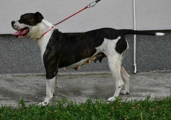Cuccioli di American Bulldog | Foto 2