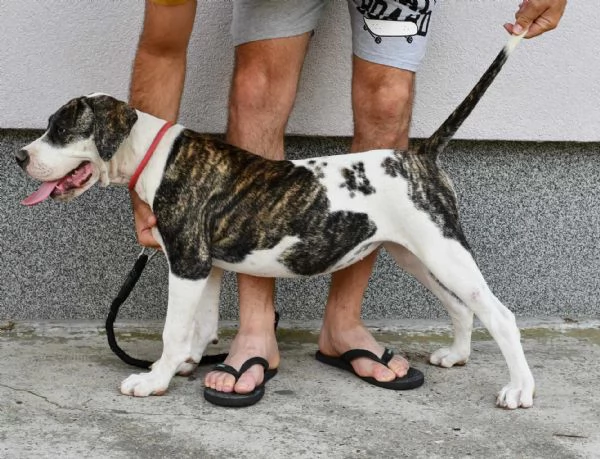 Cuccioli di American Bulldog | Foto 1