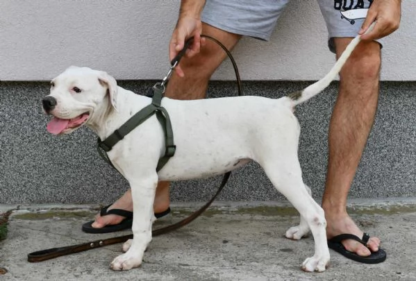 Cuccioli di American Bulldog | Foto 0