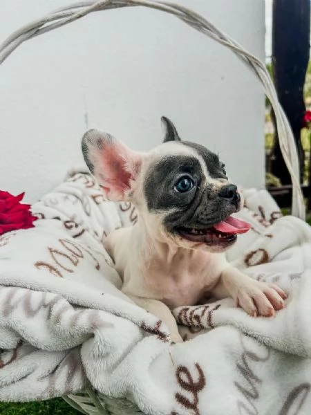Cuccioli di bulldog francese | Foto 6