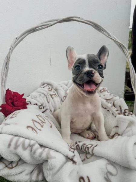 Cuccioli di bulldog francese | Foto 4