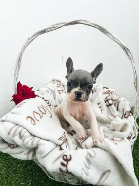 Cuccioli di bulldog francese | Foto 2