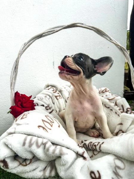 Cuccioli di bulldog francese | Foto 1