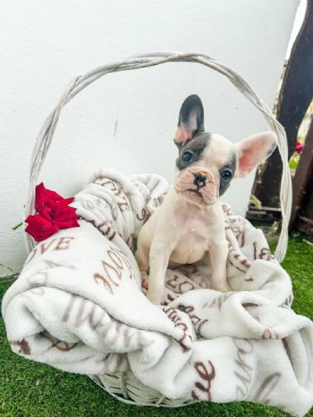 Cuccioli di bulldog francese | Foto 0
