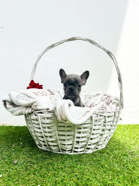 Cuccioli di bulldog francese