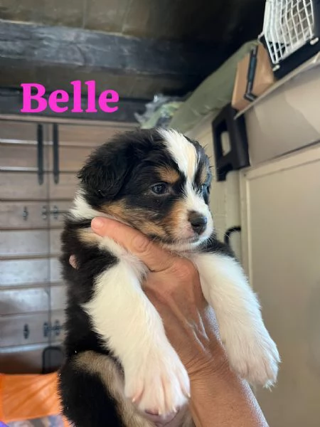 Cuccioli pastore australiano | Foto 11