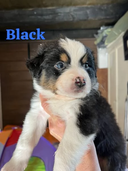 Cuccioli pastore australiano | Foto 10