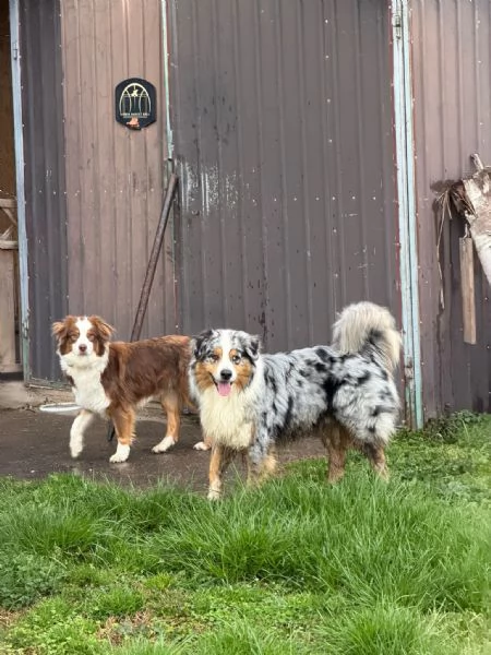 Cuccioli pastore australiano | Foto 2