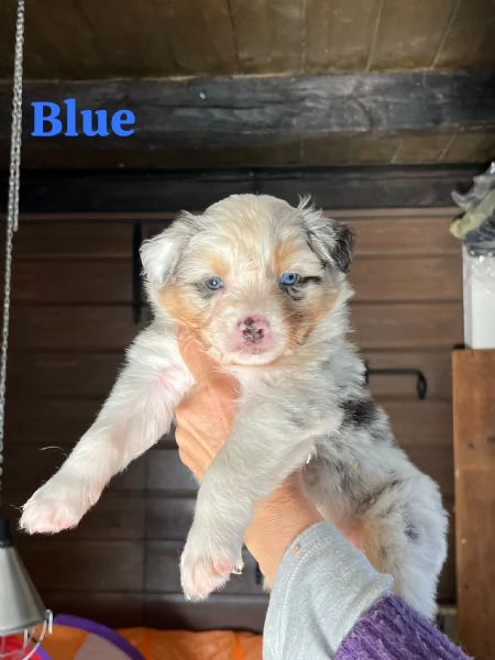 Cuccioli pastore australiano | Foto 5