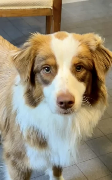 Cuccioli pastore australiano | Foto 1