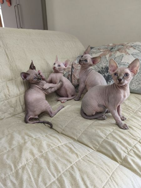 Cuccioli di  Sphynx con pedigree ANFI | Foto 1