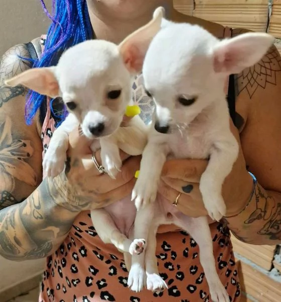 regalo cuccioli di Chihuahua maschi e femmine | Foto 0
