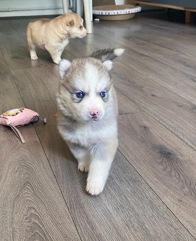 regalo cuccioli di husky maschio e femmina | Foto 2