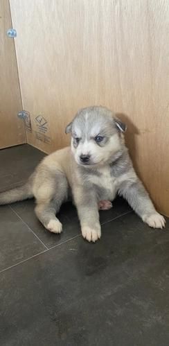 regalo cuccioli di husky maschio e femmina | Foto 0