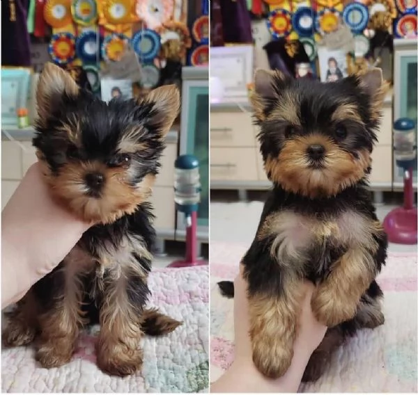 regalo cuccioli di Yorkshire