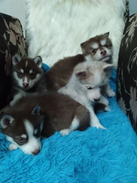 regalo cuccioli di husky