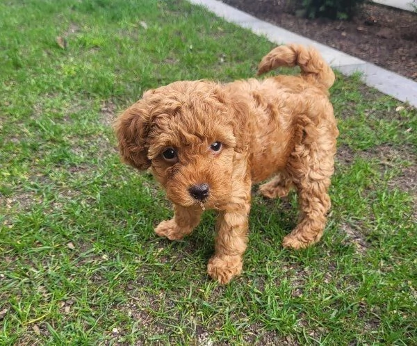 regala cuccioli di barboncino maschi  femmine