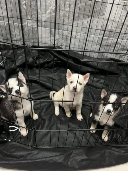 regalo cuccioli di husky maschio  femmina