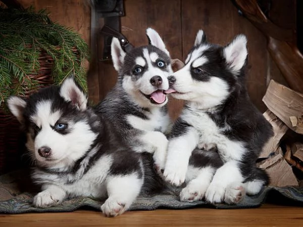 Cuccioli di husky siberiano carini e adorabili