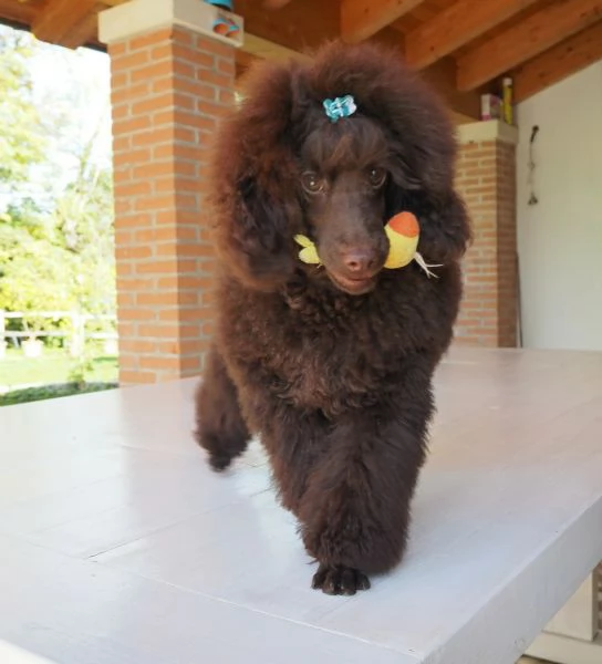 Barboncino Toy Marrone per accoppiamento 