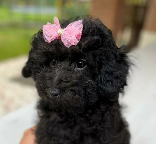 Barboncini Toy Nero Pedigree Enci 