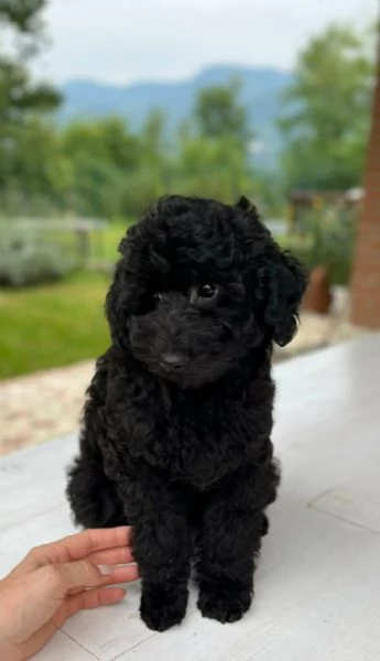 Barboncini Toy Nero Pedigree Enci  | Foto 2